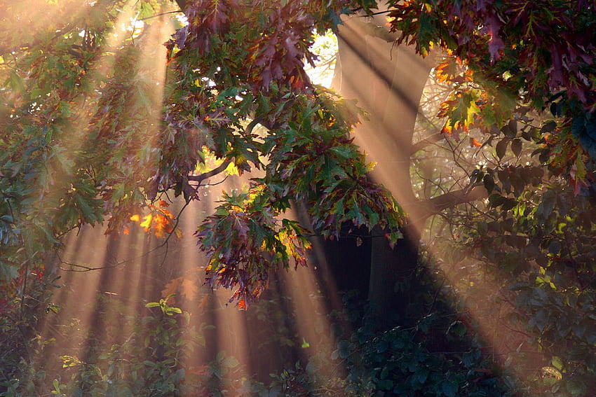 Névoa da manhã, névoa, outono, manhã, raios solares papel de parede HD