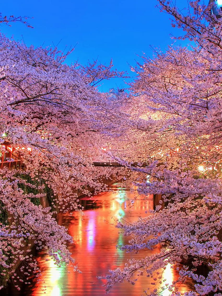 hanami Blossom Sakura Japan Background Ultra [] para tu móvil y tableta. Explora Japón. Japonés , Naturaleza Primavera fondo de pantalla del teléfono