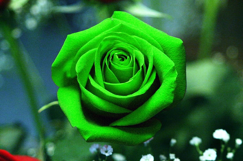 Green Rose Flower Cool HD wallpaper | Pxfuel