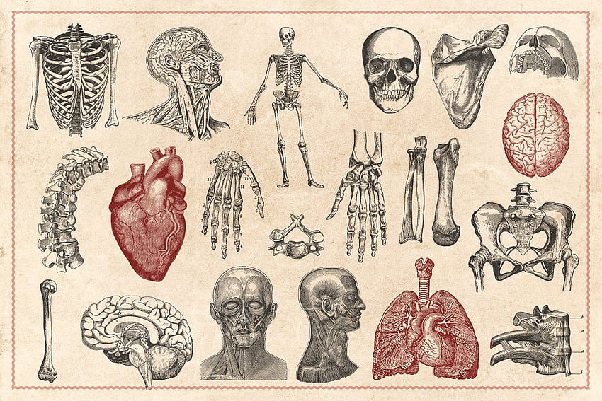 Vecteurs d'anatomie vintage. Art de l'anatomie, Illustration vintage, Illustration médicale Fond d'écran HD