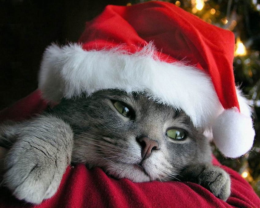 Christmas kitty, cute, cat, christmas HD wallpaper