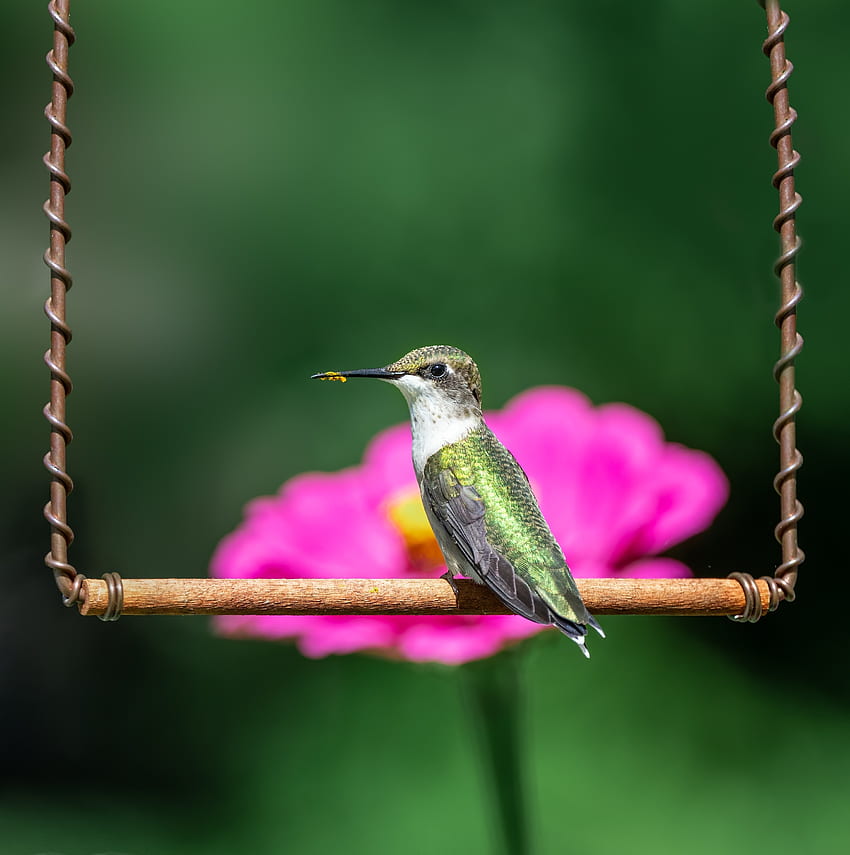 Hummingbird, cute HD phone wallpaper
