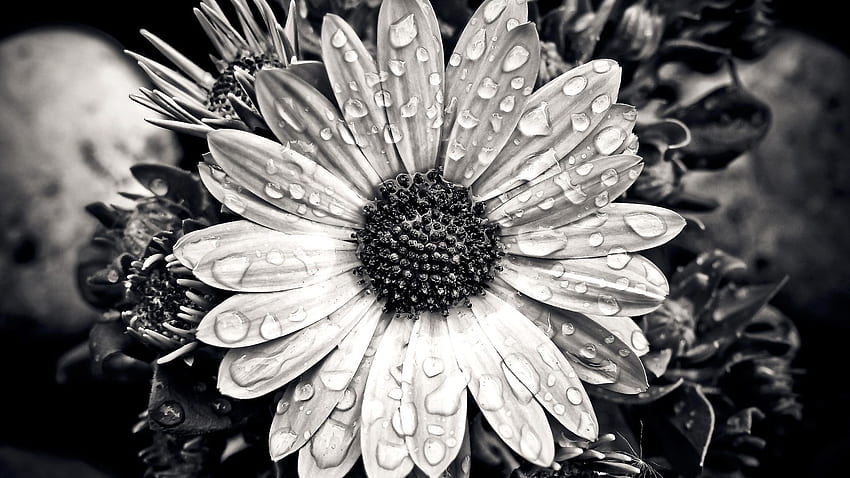 Cape Basket Flower Close Up Black White Stream [] for your , Mobile & Tablet. Explore Close . Close , Glenn Close , Close Up HD wallpaper