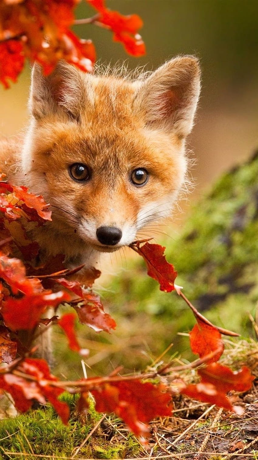 Red Fox Cute Baby Animals (Page 4) HD phone wallpaper