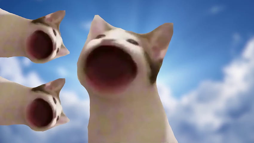 meme do gato do paraíso dos gângsteres, Popcat papel de parede HD