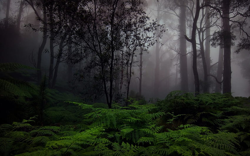 ป่าสก๊อตแท้ๆของจริง , , สก๊อตแลนด์ป่าสวยๆ วอลล์เปเปอร์ HD