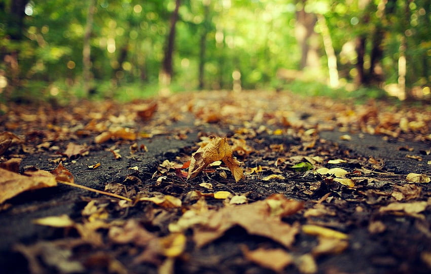 droga, jesień, asfalt, liście, makro, przyroda, żółty, Suchy liść Tapeta HD