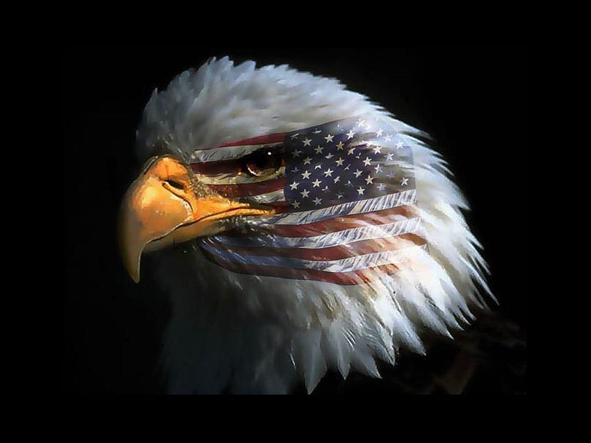 Stany Zjednoczone Ameryki: USA. Orzeł, łysy orzeł, Ameryka, flaga łysego orła Tapeta HD