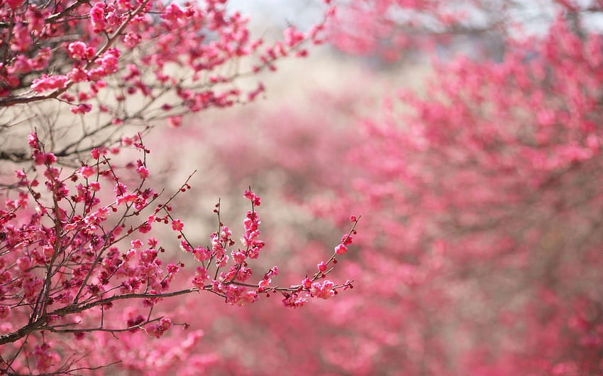Kirschblütenbaum für Ihren Garten. Kirschbaum, Japanische Gartenkirschblüte HD-Hintergrundbild