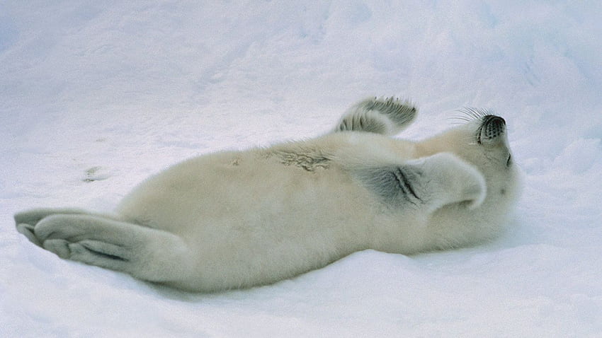 Harp seal pup at the Gulf of St. Lawrence, Canada - Bing, Baby Seal HD wallpaper