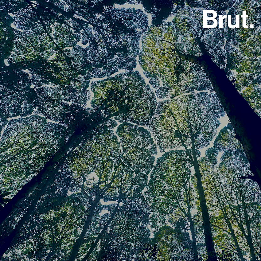 What is crown shyness?. Brut HD phone wallpaper
