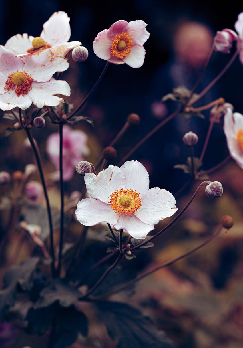 Blumen, Blume, Pflanze, Blüte, Blüte, Anemone HD-Handy-Hintergrundbild