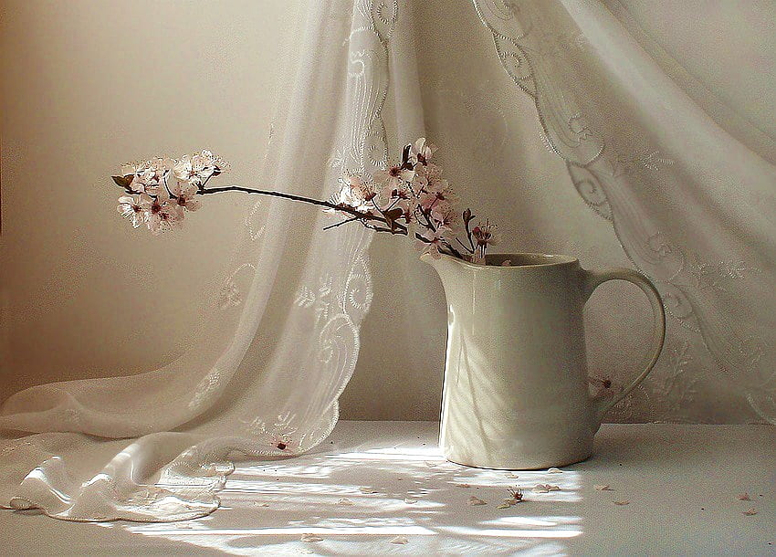 Cherry blossom on white, cherry blossom, white, curtain, pitcher HD wallpaper