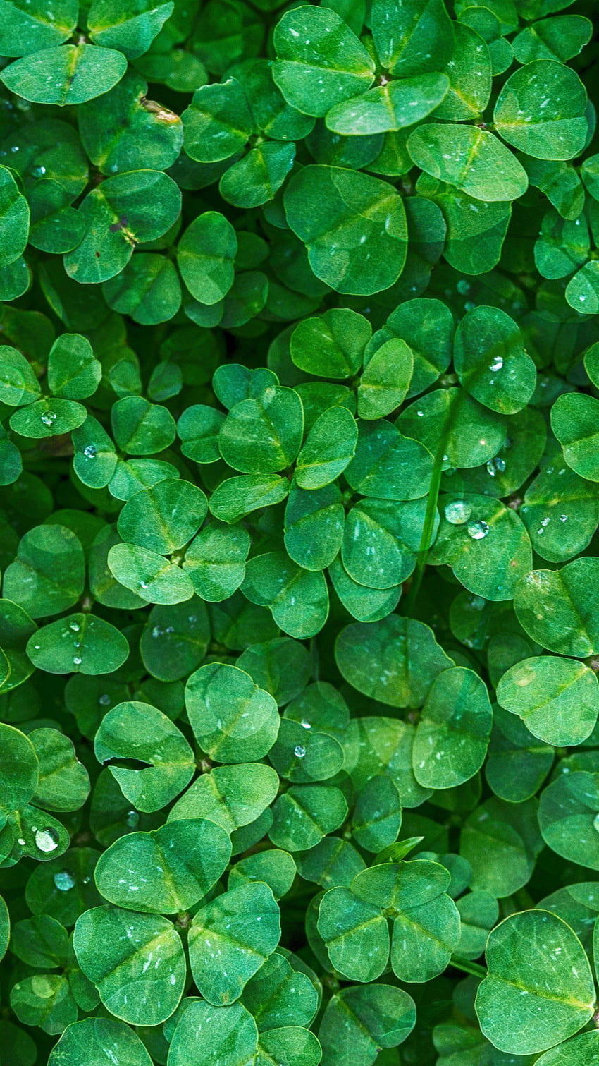 nature flowers, Plant, Water Clover HD phone wallpaper