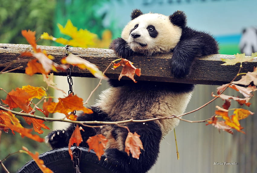 Animals, Wood, Tree, Bear, Branch, Panda HD wallpaper