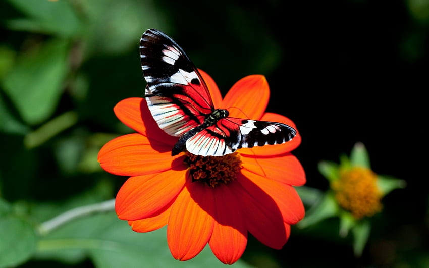 Bright Butterfly, animal, butterfly, flower, orange, insect HD wallpaper
