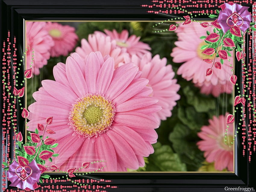 เยอบีร่าสวย, PPINK, พริตตี้, ดอกไม้, เยอบีร่า วอลล์เปเปอร์ HD