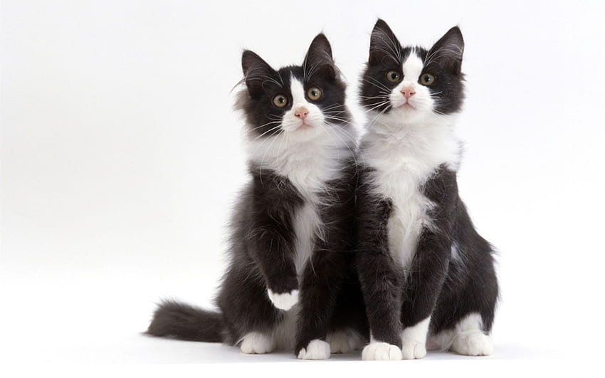 Kittens, pisica, animal, kitten, white, black, couple, cat HD wallpaper