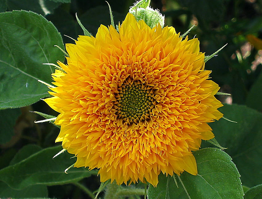 stunning sunflower, flowers, sun, sunflower, yellow HD wallpaper