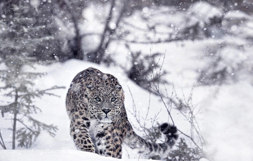 winter, forest, snow, predator, leopard, IRBIS, snow, Cool Snow Leopard HD wallpaper