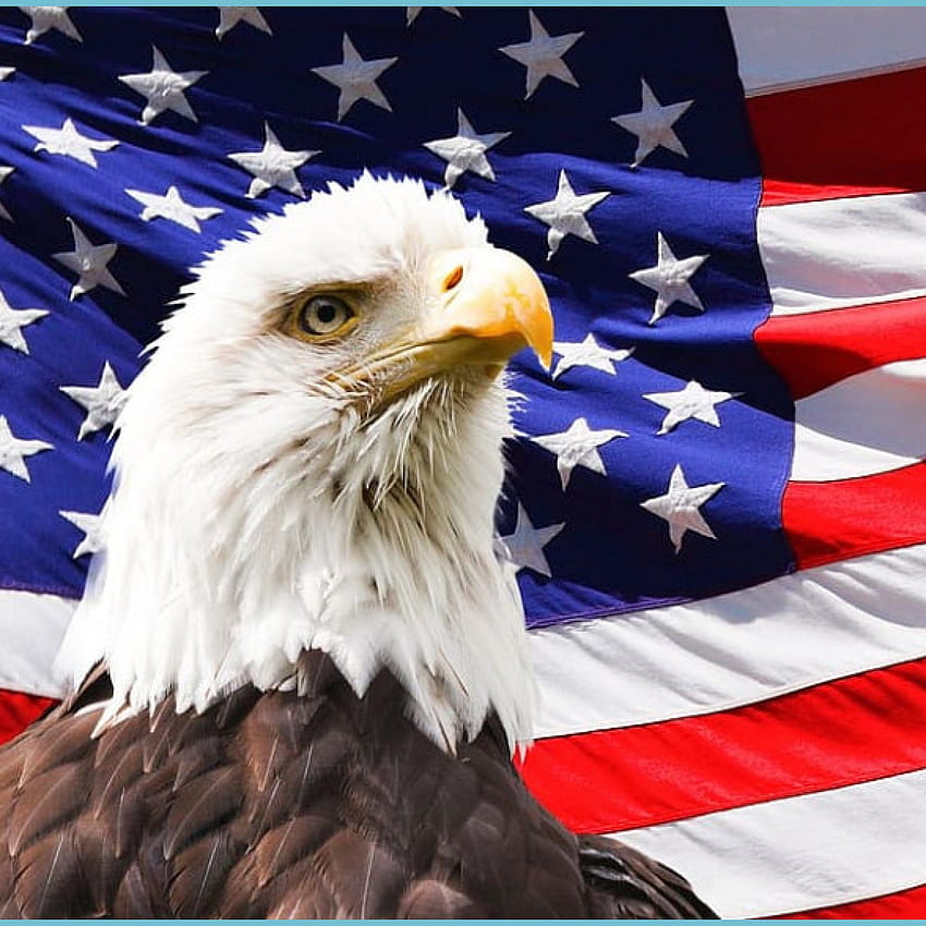 : Weißkopfseeadler und amerikanische Flagge, USA HD-Handy-Hintergrundbild