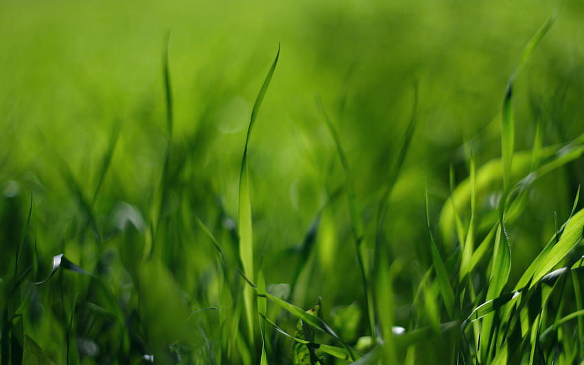 Gras, Makro, Licht, Hellfarbig HD-Hintergrundbild