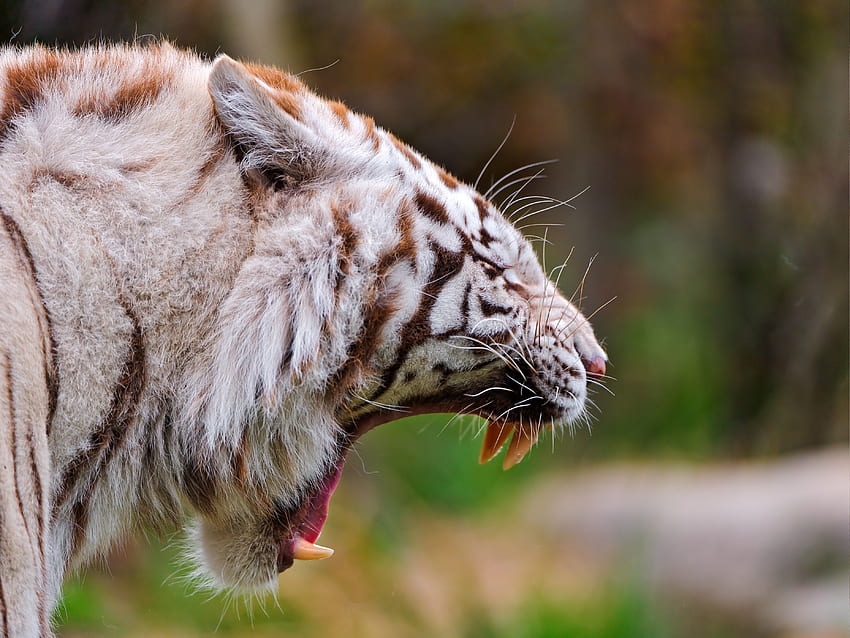 harimau, Hewan, Harimau Putih / Wallpaper HD