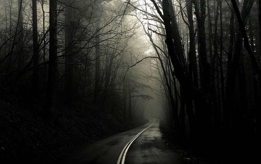 Spooky Forest & Mysterious Way . Spooky Forest HD wallpaper