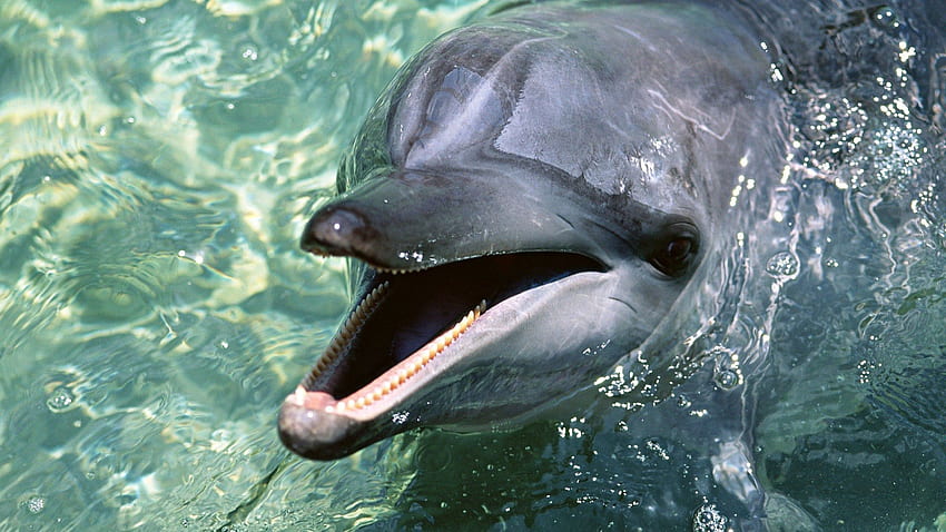 돌고래, 동물, 물, 이빨 HD 월페이퍼