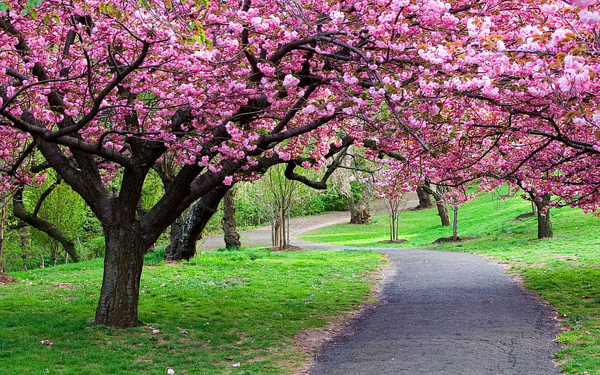 Sakura Spring, giardino dei fiori di ciliegio Sfondo HD
