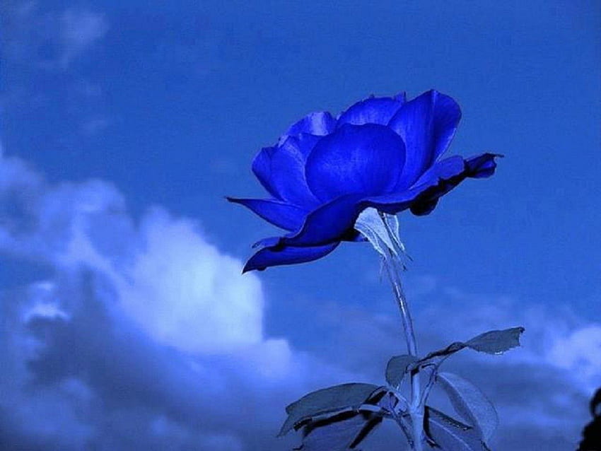 Rose bleue, roses bleues, nuages, fond bleu, belle, nature, unique Fond d'écran HD