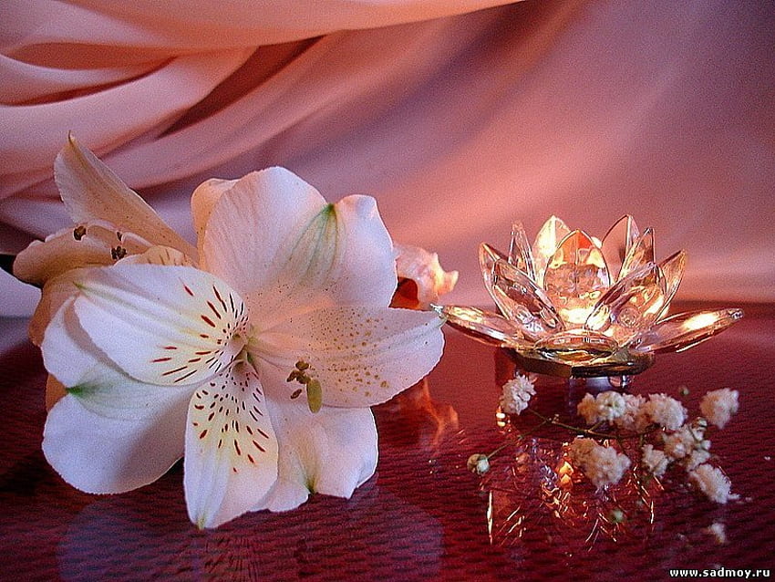 Arrangement floral, joli, fleur, nature, arrangement, pétale Fond d'écran HD