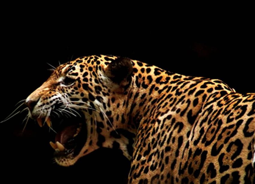 Амурски леопард, леопард, на черно, дива котка HD тапет
