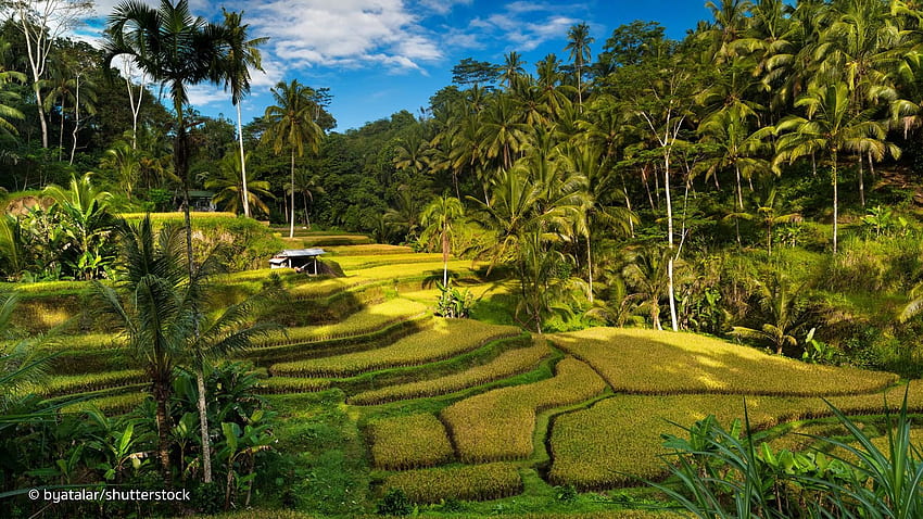 Оризови тераси Tegallalang в Бали, оризови полета Бали Индонезия HD тапет