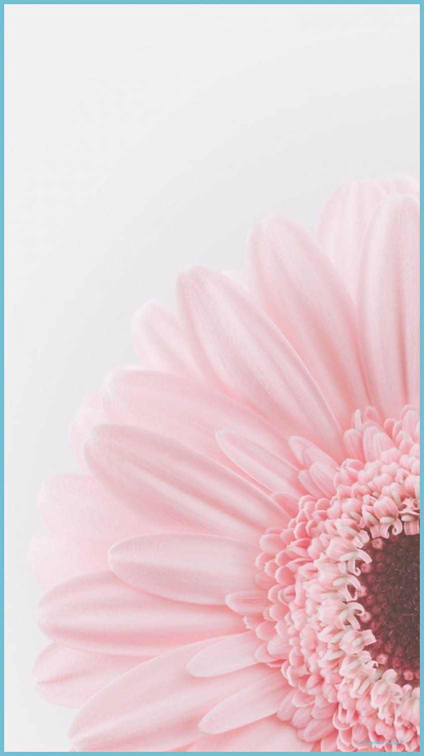 HD wallpaper two pink sunflowers on white surface gerbera gerberas  gentle  Wallpaper Flare