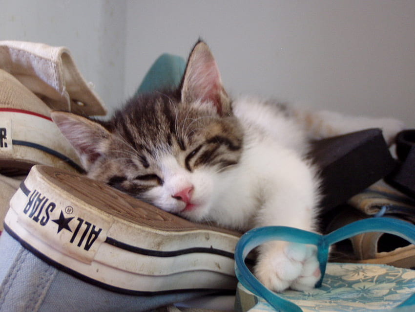 LA BELLA ADDORMENTATA, gatto, scarpe, dormire, converse Sfondo HD