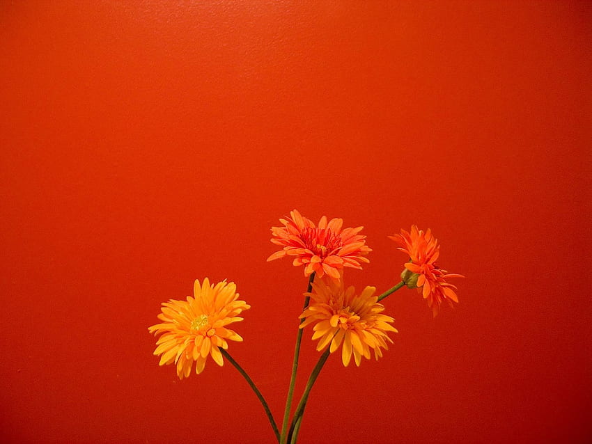 Orange Flowers [] for your , Mobile & Tablet. Explore Orange Floral .  Flowers for , Vintage Floral , Ellie Cashman Dark Floral HD wallpaper |  Pxfuel