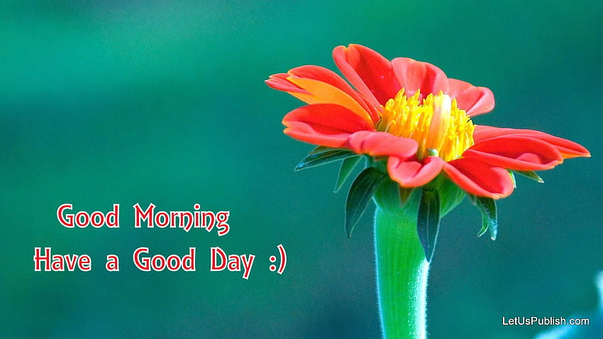 Cute Flower, Morning Flowers HD wallpaper | Pxfuel