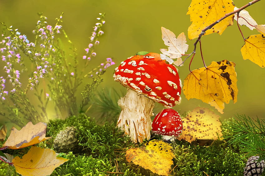 Autumn, yellow, red, leaf, nature, toamna, mushroom, vlad vladilenoff HD wallpaper