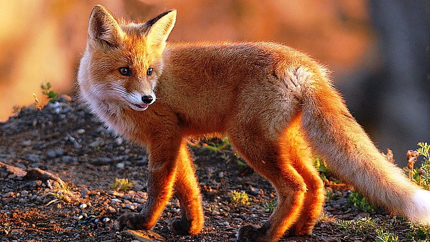 If yes, you can simply avail all the above features effective by visiting the official website of the 3D onl. Pet fox, Animal , Fox, Cute Animal HD wallpaper