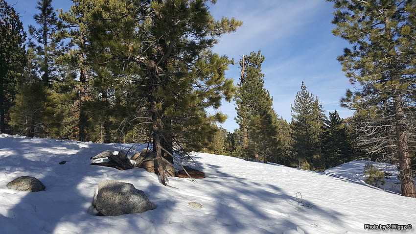 Mt. Pinos, Southern California, Pinos, Mountains, Trees, Snow, Sky HD wallpaper