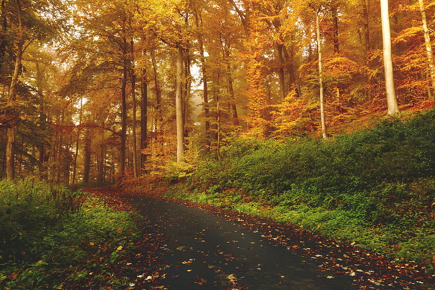 Naturaleza, árboles, otoño, bosque, camino fondo de pantalla