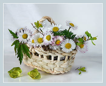 Still Life, basket, white, flowers HD wallpaper | Pxfuel