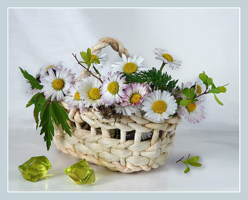 flowers, still life, white, bouquet, margarita, graphy, beautiful, flower basket HD wallpaper