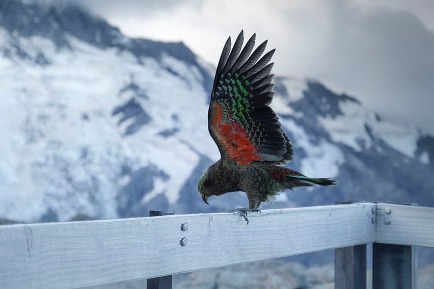 Animals, Parrots, Bird, Wave, Sweep, Kea, Alpine Parrot HD wallpaper