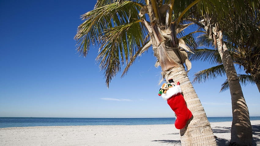 Tropical Christmas, Christmas Tree Beach HD wallpaper