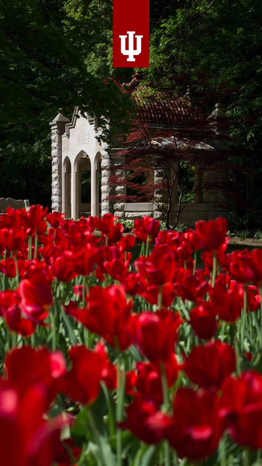 300 Indiana University Stock Photos Pictures  RoyaltyFree Images   iStock  Indiana university bloomington Indiana university south bend Indiana  university of pennsylvania