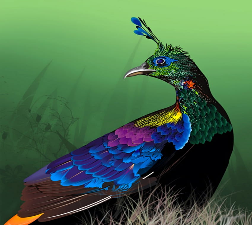 Lindo pavão, pássaro, colorido, incrível, adorável, beleza papel de parede HD