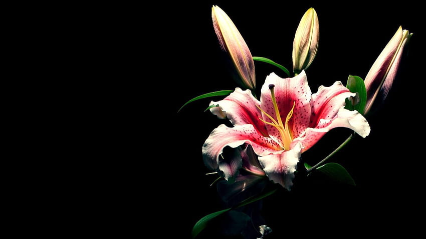 Flowers, Flower, Black Background, Buds, Lily HD wallpaper