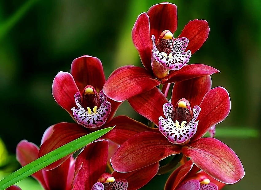 orquídeas, orquídea, linda, flor, vermelho papel de parede HD